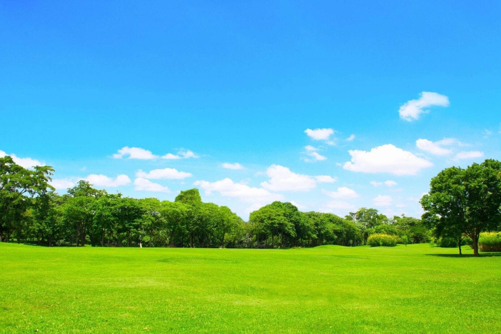 A field with trees and blue sky in the background.