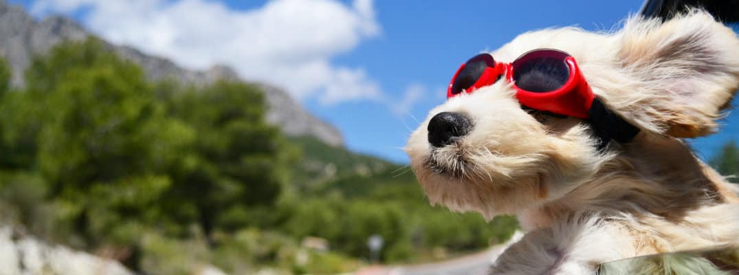 dog in car with goggles on