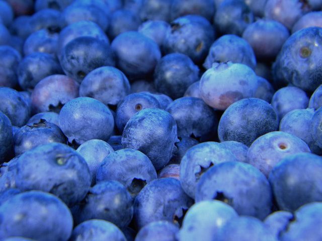 Maine is Known for its Blueberries