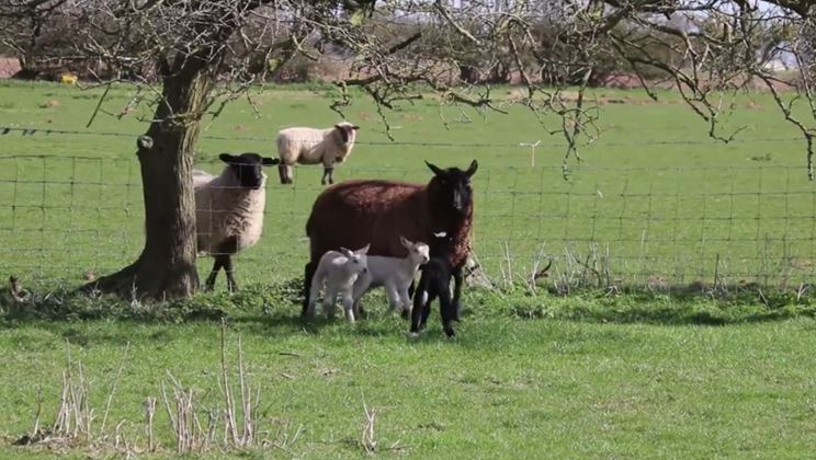 NH Pastures