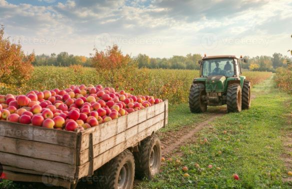 Londonderry NH apple harvest - active adult community town