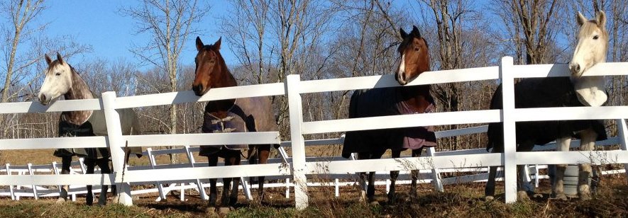 Two horses standing behind a white wooden fence on a clear day.